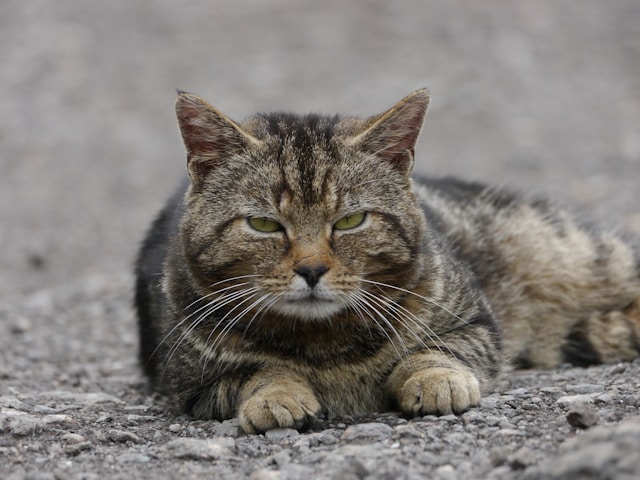 Les races de chats