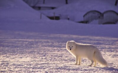 Les animaux de l'Arctique