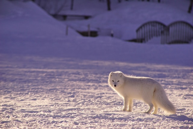 Les animaux de l'Arctique