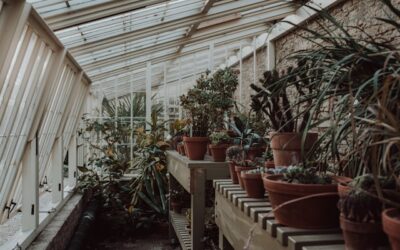 jardin d'intérieur