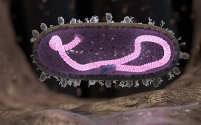 Microbiote intestinal