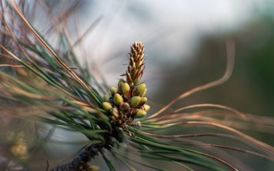 Pollen de pin