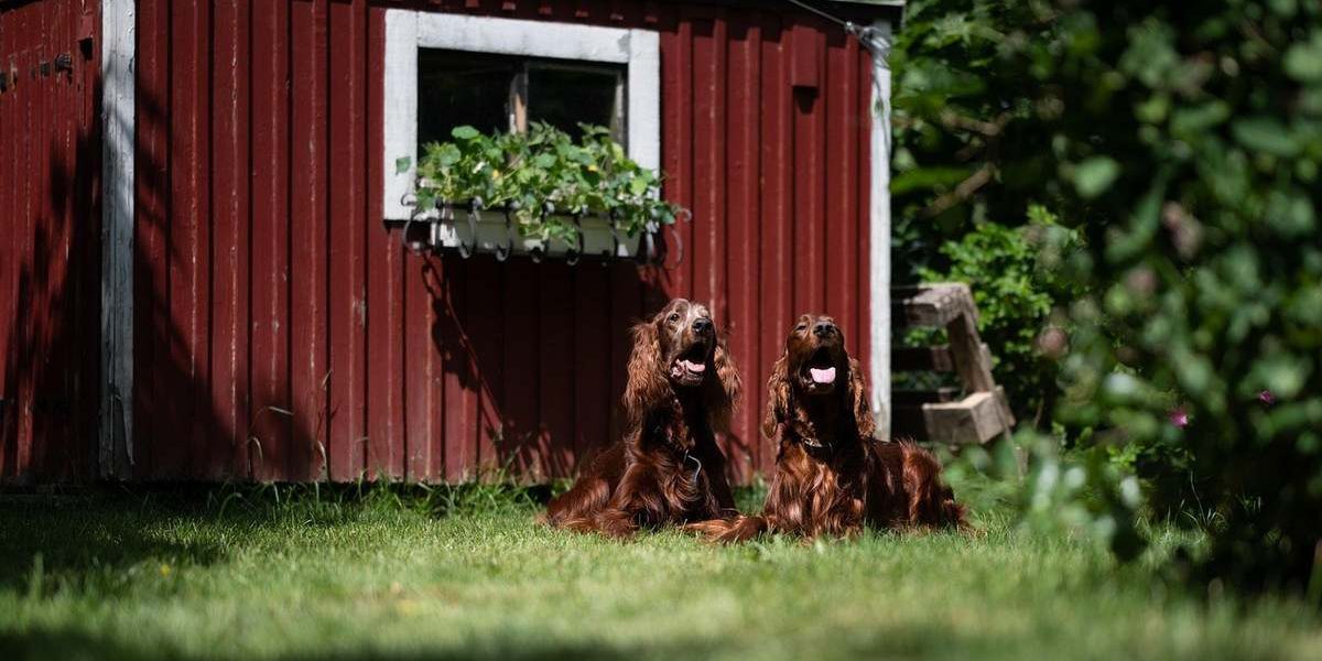 Chiens assis devant une cabane rouge avec une fenêtre fleurie, jardin ensoleillé