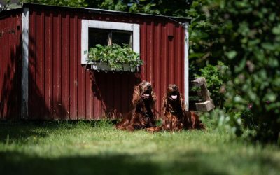 Chiens assis devant une cabane rouge avec une fenêtre fleurie, jardin ensoleillé