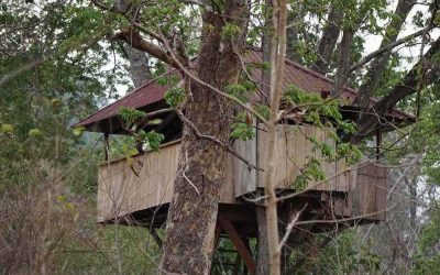 Cabane en bois perchée entre les arbres, toit rouge, vue partielle à travers les branches